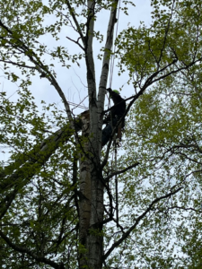 Storm Damage Cleanup