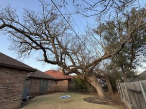 Mature LIVE OAK in ROW. 