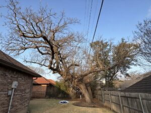 Power lines come through the center of the canopy.