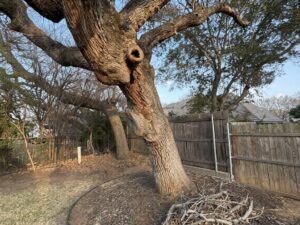 "Stress raisers" sharp bends, bulges, cavities and old pruning wounds
