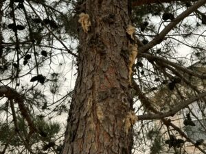 2.) Pine Beetle Borer