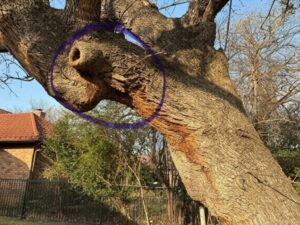 Slime flux bacteria from old pruning wound have stained the bark