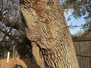 Pruning closure at old scaffold branch attachment point. Bark buckling under mechanical loads.