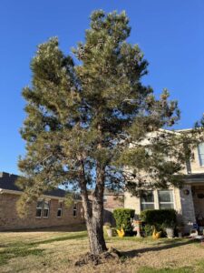 1.) Drought stress on Pine.