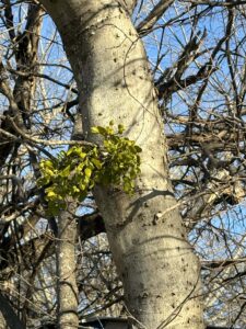 Mistletoe causes tree decline.