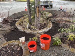 Sitka Spruce  Phase 3 