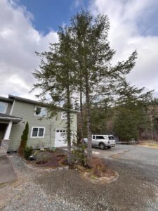 Sitka Spruce  Phase 4